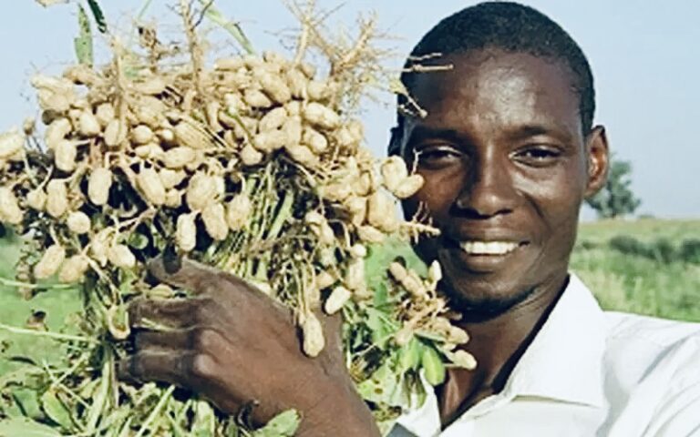 🌾 Hausse du prix du kg d’arachide : un double tranchant pour le Sénégal 